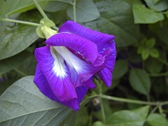 Jamaica06 (37)